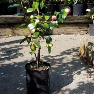 Planter Bags (PBS)/Sprayguards 180X180X360-125 BLACK PB18 - Flexoplas