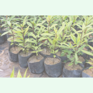 Planter Bags & Sprayguards | Rubbish Bags NZ